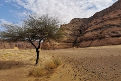 Accacia - In Djeran - Tadrart - Djanet - Algeria Accacia - In Djeran - Tadrart - Djanet - Algeria